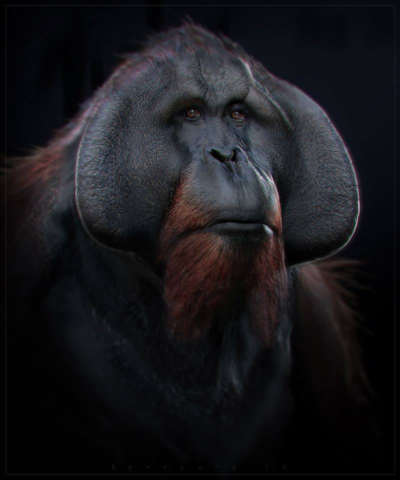 d zbrush orangutan mauro ben