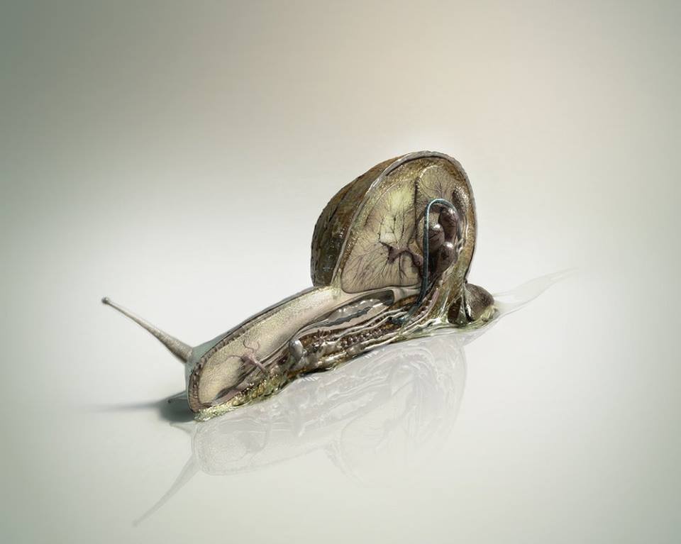 dsi ps snail anatomy ken liang