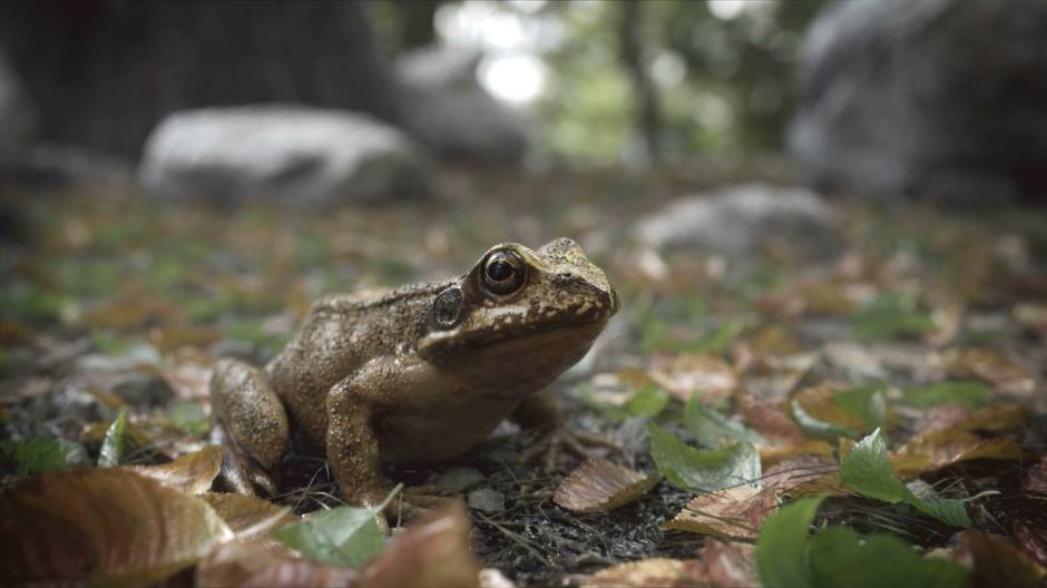 d cinema d zbrush octane render common frog piotr adamczyk