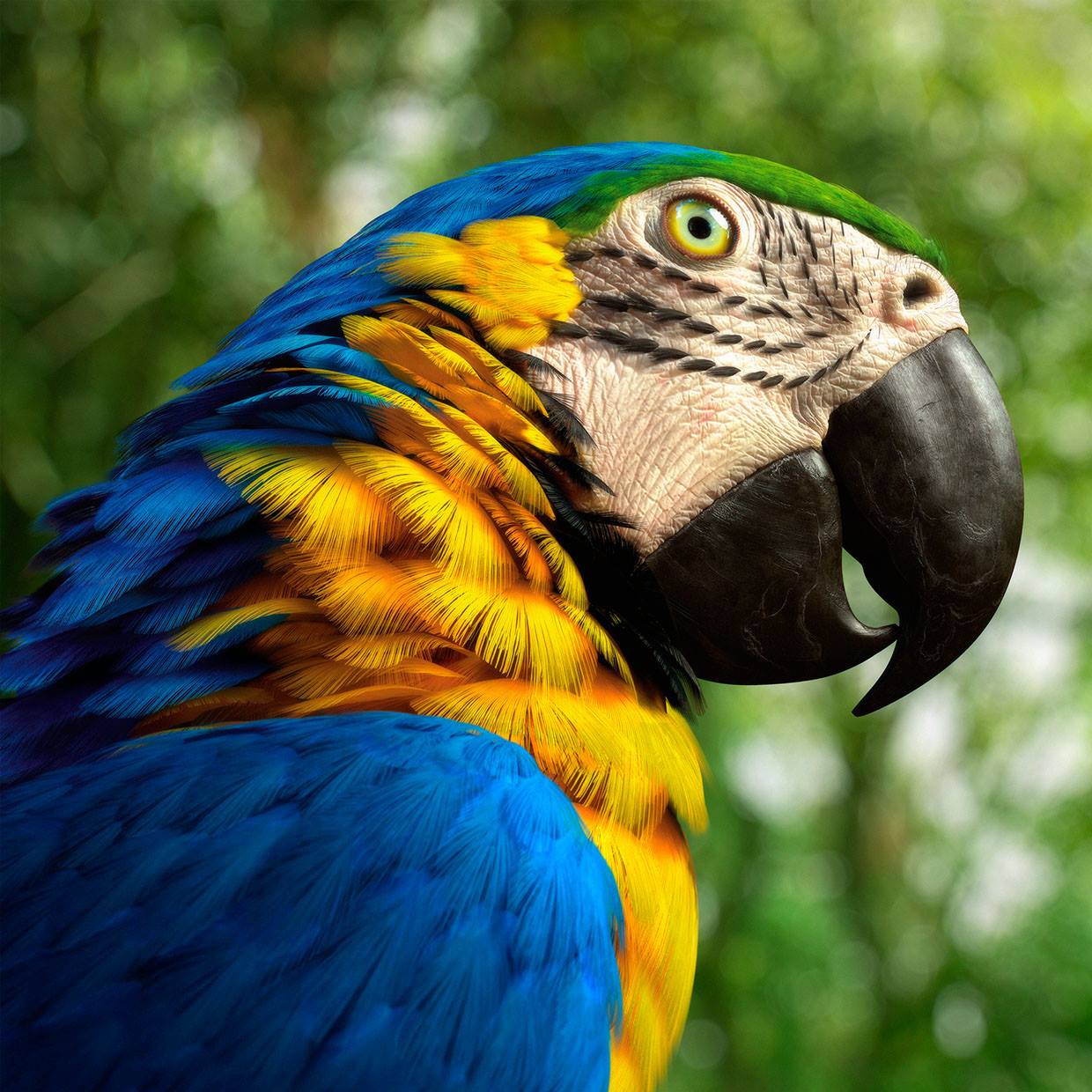 d modo photoshop macaw d gelmi