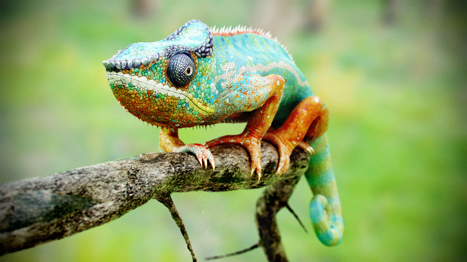 d autodesk maya mudbox octane render photoshop knald chameleon jonathan vardstedt